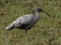 Day02 - 26 * Plumbeous Ibis